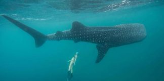 ESPECIALISTAS MUNDIAIS NAVEGAM AO LARGO DAS ILHAS DOS AÇORES PARA PROMOVER A RESPONSABILIDADE AMBIENTAL E O RESPEITO PELAS ESPÉCIES MARINHAS, EM PROL DA HARMONIA DO OCEANO