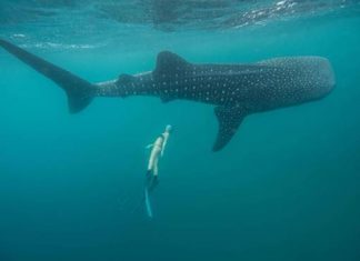 ESPECIALISTAS MUNDIAIS NAVEGAM AO LARGO DAS ILHAS DOS AÇORES PARA PROMOVER A RESPONSABILIDADE AMBIENTAL E O RESPEITO PELAS ESPÉCIES MARINHAS, EM PROL DA HARMONIA DO OCEANO