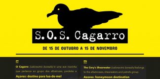 Campanha SOS Cagarro – Furacão Lorenzo responsável pela morte de cerca de 700 aves no Faial e Pico