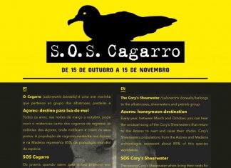 Campanha SOS Cagarro – Furacão Lorenzo responsável pela morte de cerca de 700 aves no Faial e Pico