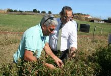 Furacão Lorenzo – Governo dos Açores vai apoiar em 75% os prejuízos dos produtores de próteas João Ponte visita uma exploração de Próteas no Faial
