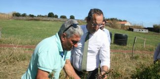 Furacão Lorenzo – Governo dos Açores vai apoiar em 75% os prejuízos dos produtores de próteas João Ponte visita uma exploração de Próteas no Faial