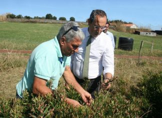 Furacão Lorenzo – Governo dos Açores vai apoiar em 75% os prejuízos dos produtores de próteas João Ponte visita uma exploração de Próteas no Faial
