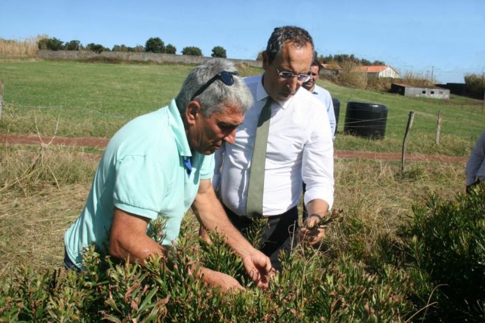DR/GaCS João Ponte visita uma exploração de Próteas no Faial