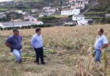Governo dos Açores empenhado em minimizar prejuízos aos agricultores afetados pelo furacão Lorenzo