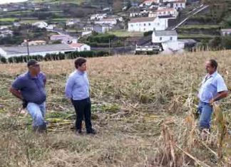 Governo dos Açores empenhado em minimizar prejuízos aos agricultores afetados pelo furacão Lorenzo