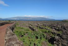 Vinhos dos Açores marcam presença na 13.ª VINIPAX, em Beja