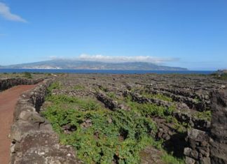 Vinhos dos Açores marcam presença na 13.ª VINIPAX, em Beja