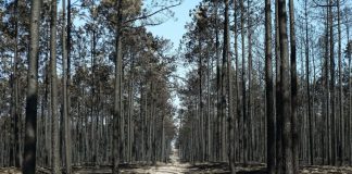 Ministério Público pede absolvição da mulher acusada de queimada que terá originado fogo no Pinhal de Leiria