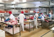 Matadouro português fecha venda de 100 contentores de carne de porco para a China