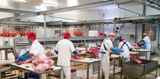 Matadouro português fecha venda de 100 contentores de carne de porco para a China
