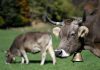 Primeira vaca clonada no mundo morre aos 21 anos no Japão
