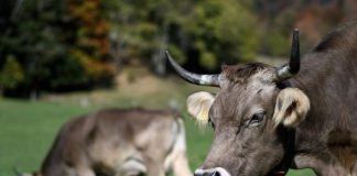 Primeira vaca clonada no mundo morre aos 21 anos no Japão