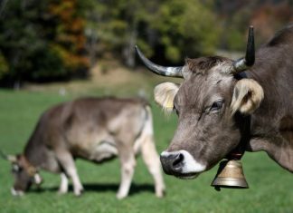 Primeira vaca clonada no mundo morre aos 21 anos no Japão