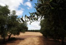 Prazo para candidaturas de agricultores a apoios ao investimento termina hoje
