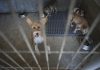Médicos veterinários passam a ser responsáveis por registo de cães, gatos e furões