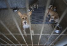 Médicos veterinários passam a ser responsáveis por registo de cães, gatos e furões