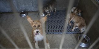 Médicos veterinários passam a ser responsáveis por registo de cães, gatos e furões