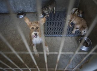 Médicos veterinários passam a ser responsáveis por registo de cães, gatos e furões
