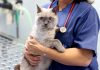 Ordem pede às autarquias que adiram ao cheque veterinário que “pode ser encarado como um serviço nacional de saúde para animais”