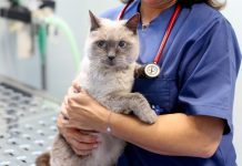 Ordem pede às autarquias que adiram ao cheque veterinário que “pode ser encarado como um serviço nacional de saúde para animais”