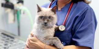Ordem pede às autarquias que adiram ao cheque veterinário que “pode ser encarado como um serviço nacional de saúde para animais”