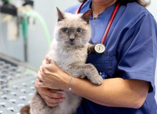 Ordem pede às autarquias que adiram ao cheque veterinário que “pode ser encarado como um serviço nacional de saúde para animais”
