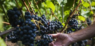 Diocese de Viseu lança vinho de missa