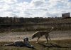 Associações de animais culpam o Estado pela falta de capacidade dos centros de recolha