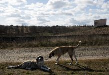Associações de animais culpam o Estado pela falta de capacidade dos centros de recolha