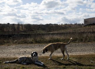 Associações de animais culpam o Estado pela falta de capacidade dos centros de recolha