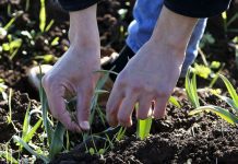 Furacão Lorenzo – Governo publica valores de referência para apoio financeiro aos agricultores Apoios à agricultura