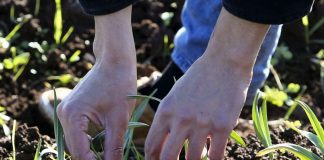 Furacão Lorenzo – Governo publica valores de referência para apoio financeiro aos agricultores Apoios à agricultura