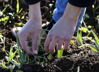Furacão Lorenzo – Governo publica valores de referência para apoio financeiro aos agricultores Apoios à agricultura