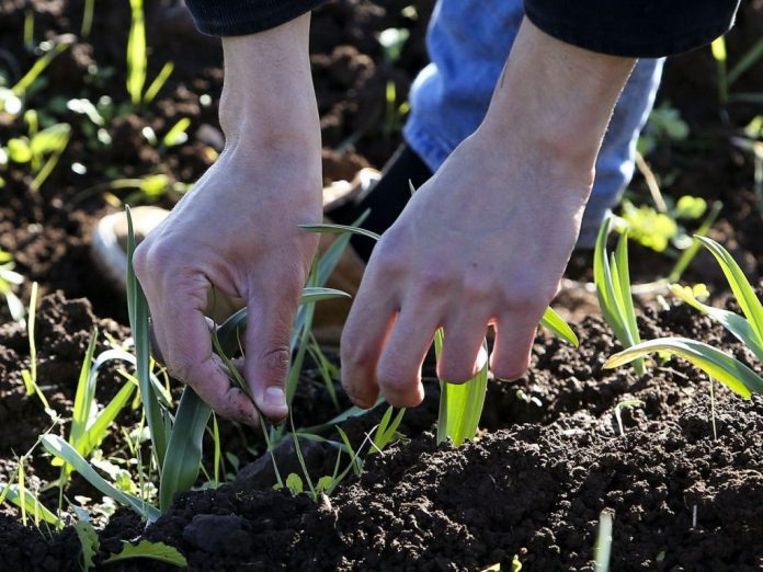 DR Apoios à agricultura
