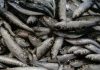 GNR apreende 600 quilos de sardinha na lota de Sines