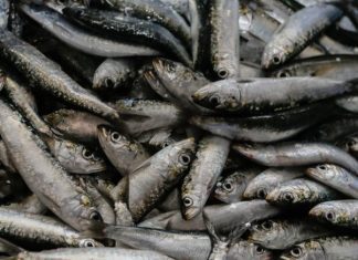 GNR apreende 600 quilos de sardinha na lota de Sines