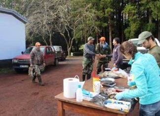Governo dos Açores mantém vigilância a eventuais novos focos da doença hemorrágica viral nas populações de coelho-bravo