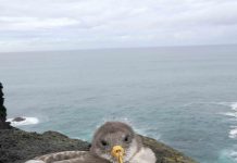 SOS Cagarro – Campanha salva mais de 8500 cagarros jovens nos Açores