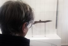Dia Internacional dos Museus e Centros de Ciência – Fóssil com 6 milhões de anos integra exposição permanente da Fábrica da Baleia