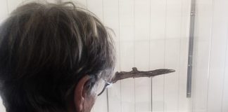 Dia Internacional dos Museus e Centros de Ciência – Fóssil com 6 milhões de anos integra exposição permanente da Fábrica da Baleia