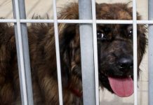 Novo canil municipal de Fafe tem capacidade para acolher 240 animais