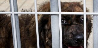 Novo canil municipal de Fafe tem capacidade para acolher 240 animais