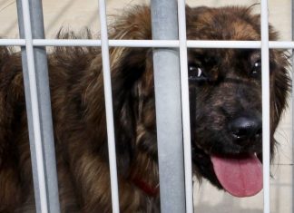 Novo canil municipal de Fafe tem capacidade para acolher 240 animais