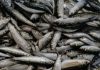Governo revoga permissão de pesca de sardinha misturada com outras espécies
