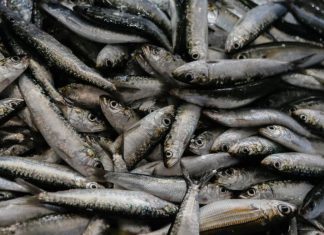 Governo revoga permissão de pesca de sardinha misturada com outras espécies