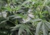 Laboratório Militar vai produzir medicamentos manipulados à base de substâncias ativas da Canábis