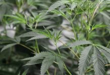 Laboratório Militar vai produzir medicamentos manipulados à base de substâncias ativas da Canábis