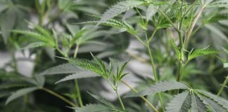 Laboratório Militar vai produzir medicamentos manipulados à base de substâncias ativas da Canábis