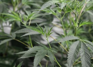 Laboratório Militar vai produzir medicamentos manipulados à base de substâncias ativas da Canábis